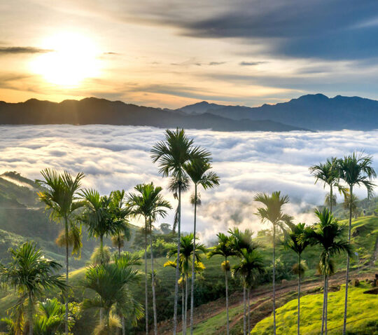 Coffee Region Cultural & Nature Experience Tour